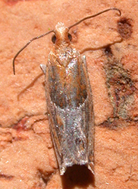 Strawberry Leafroller